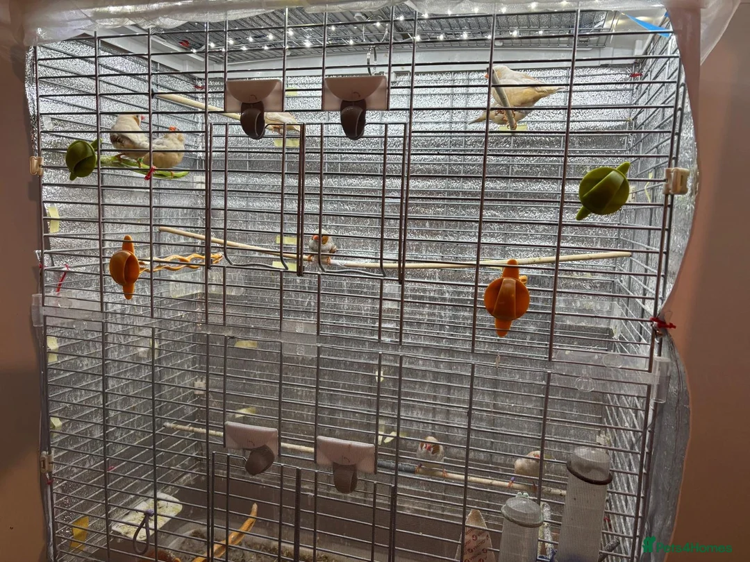 Finches birds for sale: Orange zebra finches  in Orpington - Advert 1
