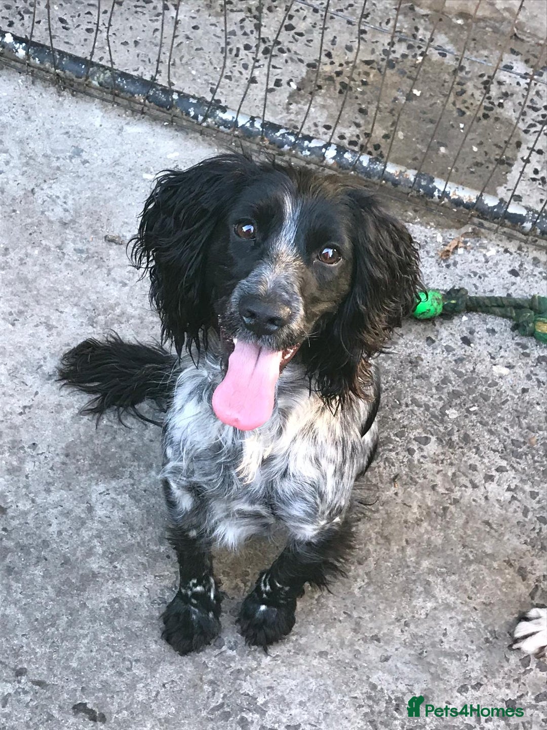 Mixed Breed dogs for sale: Cockerdale bitch  - Image 9