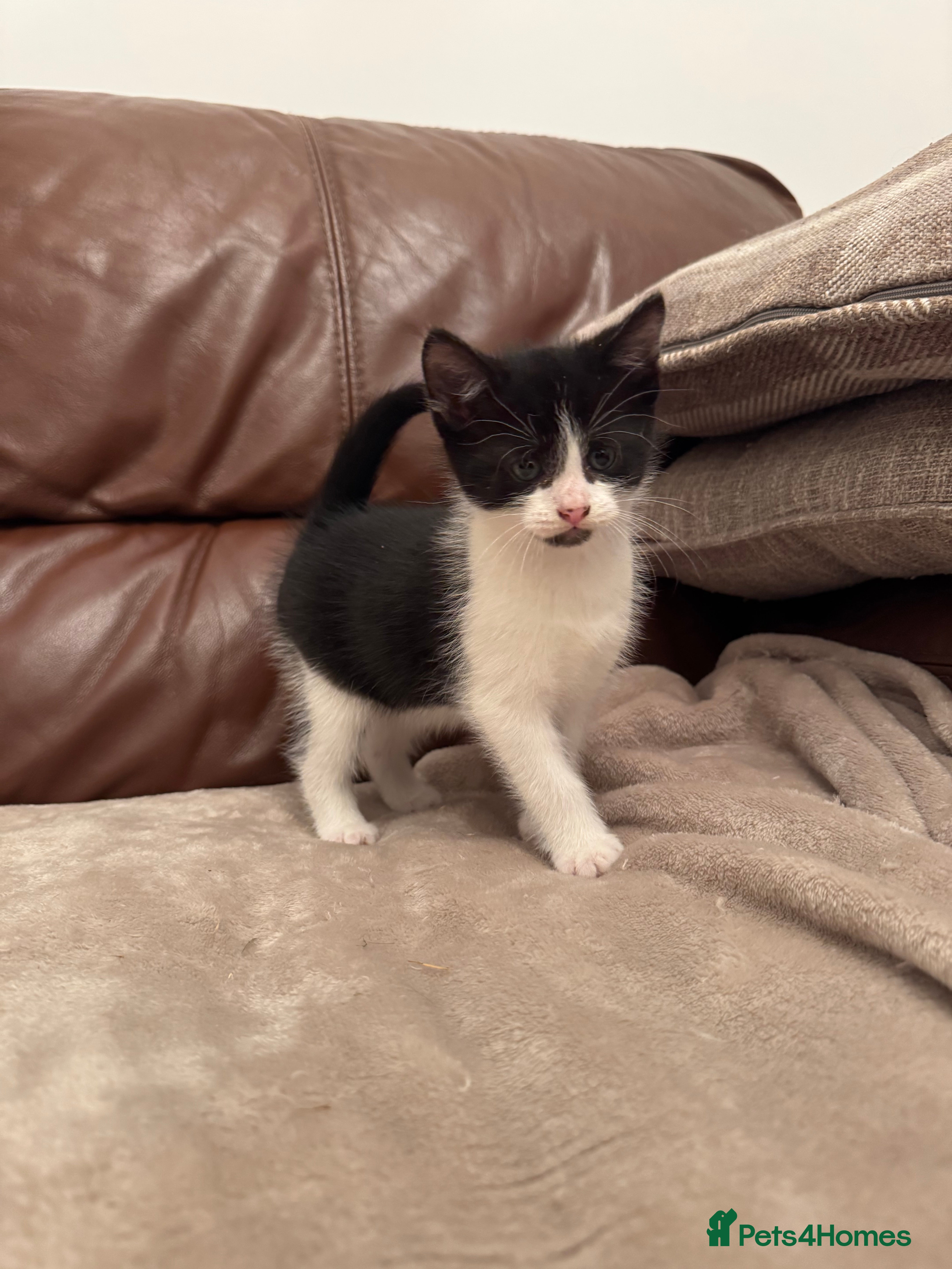 Mixed Breed cats Beautiful kittens  - Advert 2