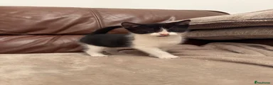Mixed Breed 8