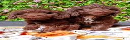 Cockapoo dogs for sale: FULLY VAX F1 COCKERPOOS H TESTED PARENTS  - Advert 1