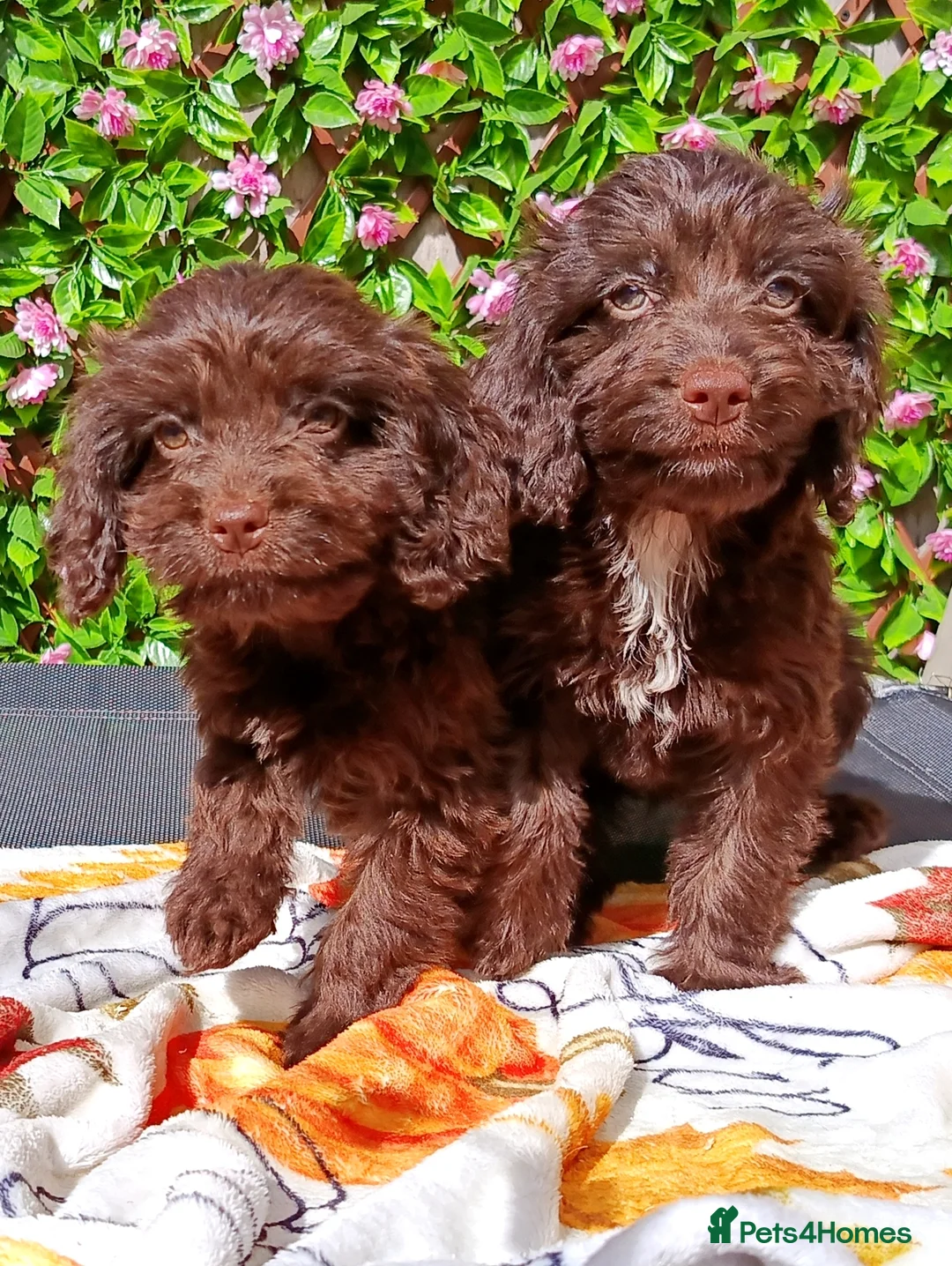 Cockapoo dogs for sale: FULLY VAX F1 COCKERPOOS H TESTED PARENTS  - Advert 1