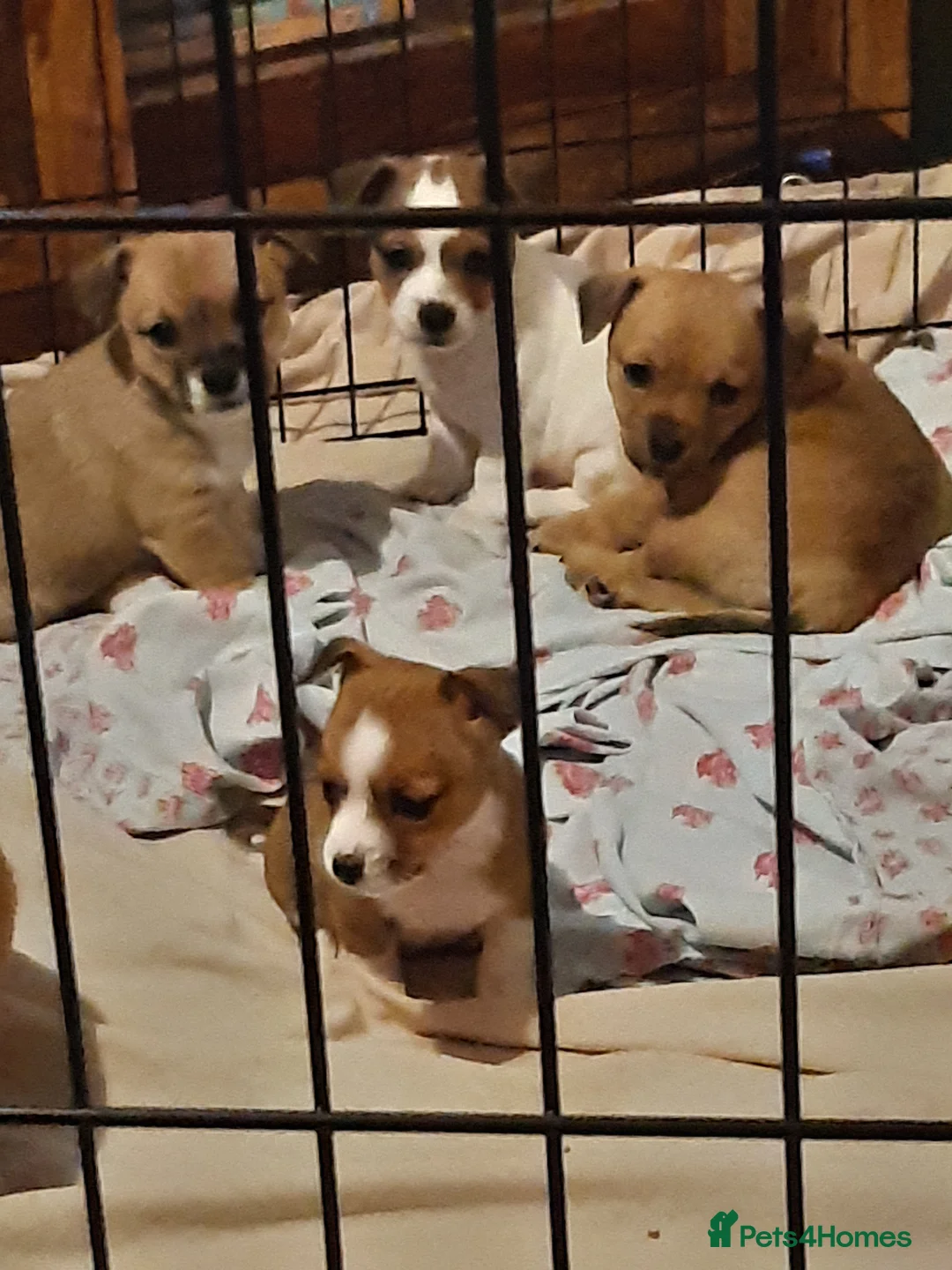 Mixed Breed dogs for sale: Jackawawa  - Advert 1