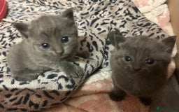 Russian Blue cats for sale: Two beautiful girl Russian blues 🫶 - Image 21