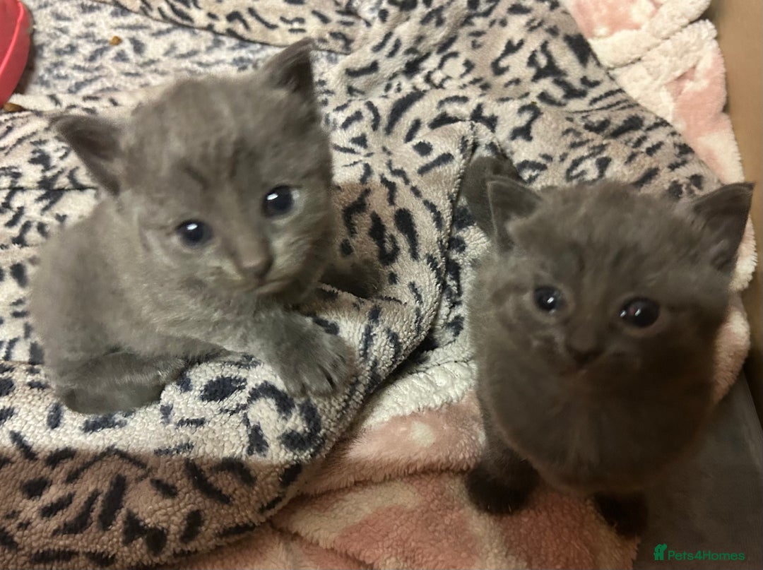 Russian Blue cats for sale: Two beautiful girl Russian blues 🫶 - Image 21