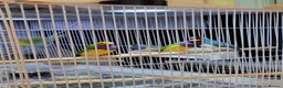 Finches birds for sale: Proven breeding pairs Gouldian finches - Advert 3