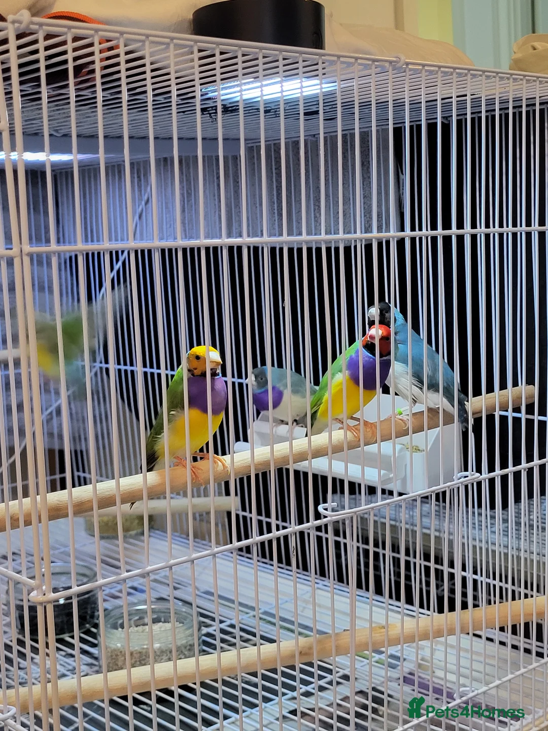 Finches birds for sale: Proven breeding pairs Gouldian finches - Advert 3