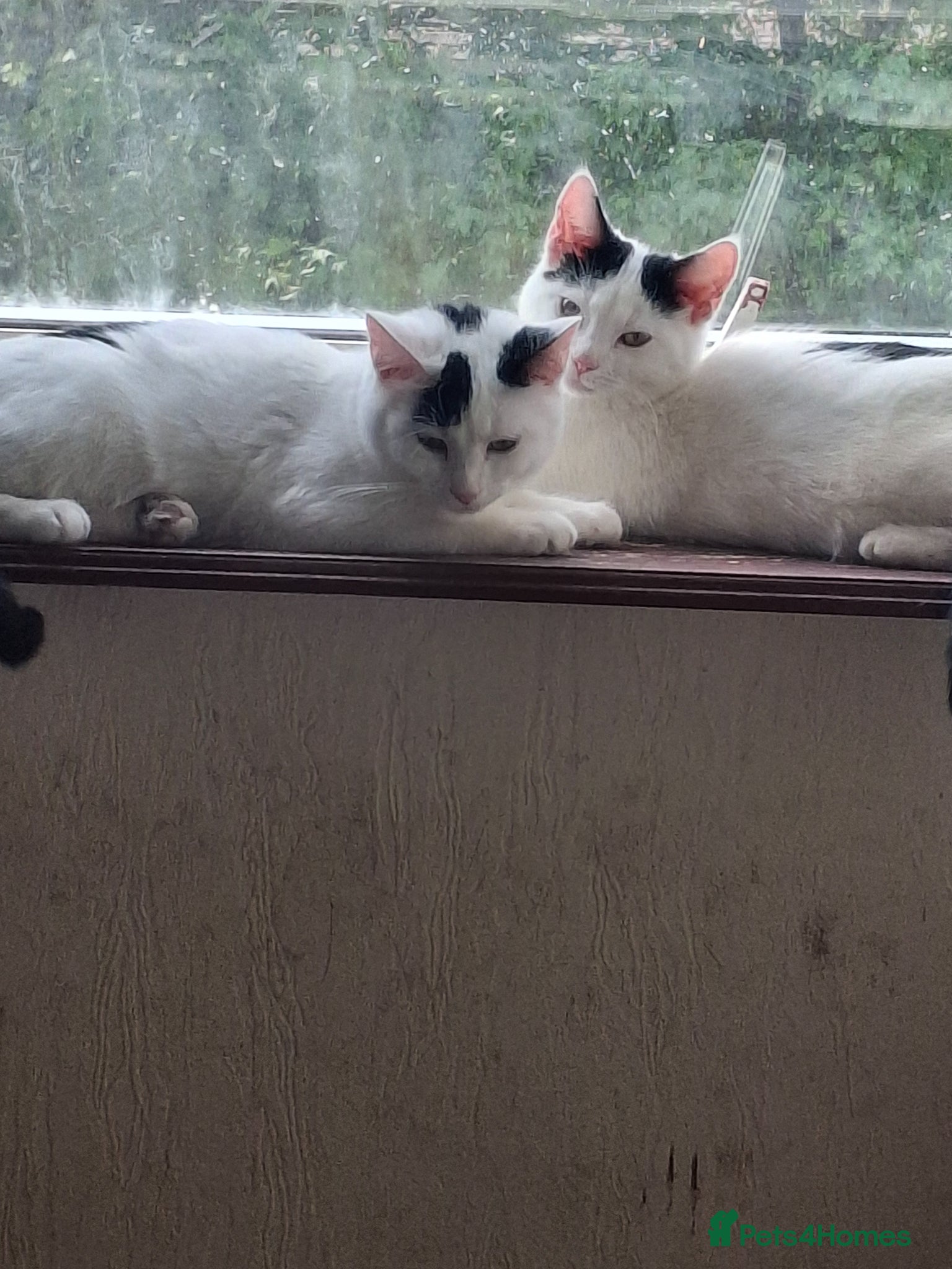 Mixed Breed cats for sale: Tina & Nina fully vaccinated kittens - Advert 3