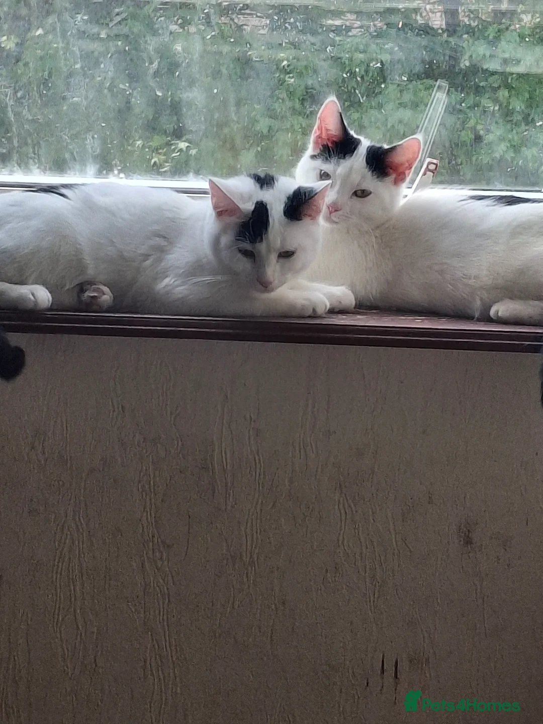 Mixed Breed cats for sale: Tina & Nina fully vaccinated kittens - Advert 1