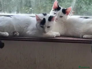 Mixed Breed cats Tina & Nina fully vaccinated kittens - Advert 1