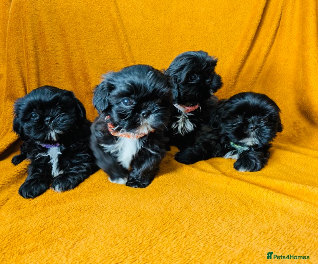 Shih Tzu dogs for sale: Beautiful Shih Tzus - Image 3