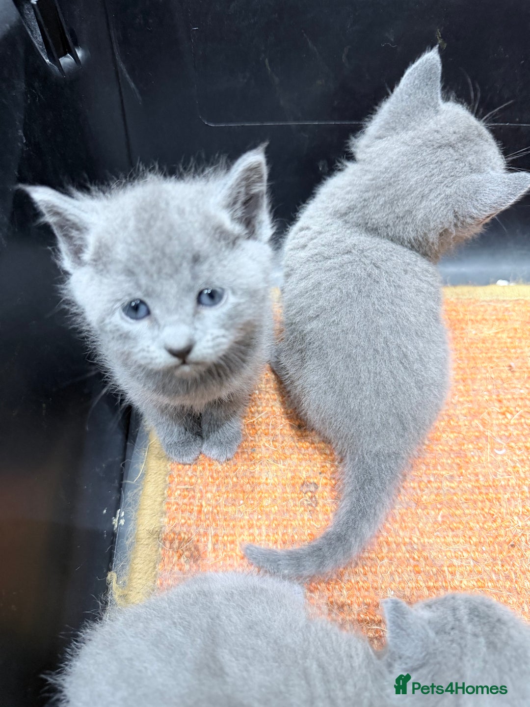 Russian Blue cats for sale: Russian blue kitten for sale,  Champion bloodline - Advert 1