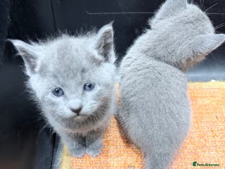 Russian Blue cats Russian blue kitten for sale, Champion bloodline - Advert 3