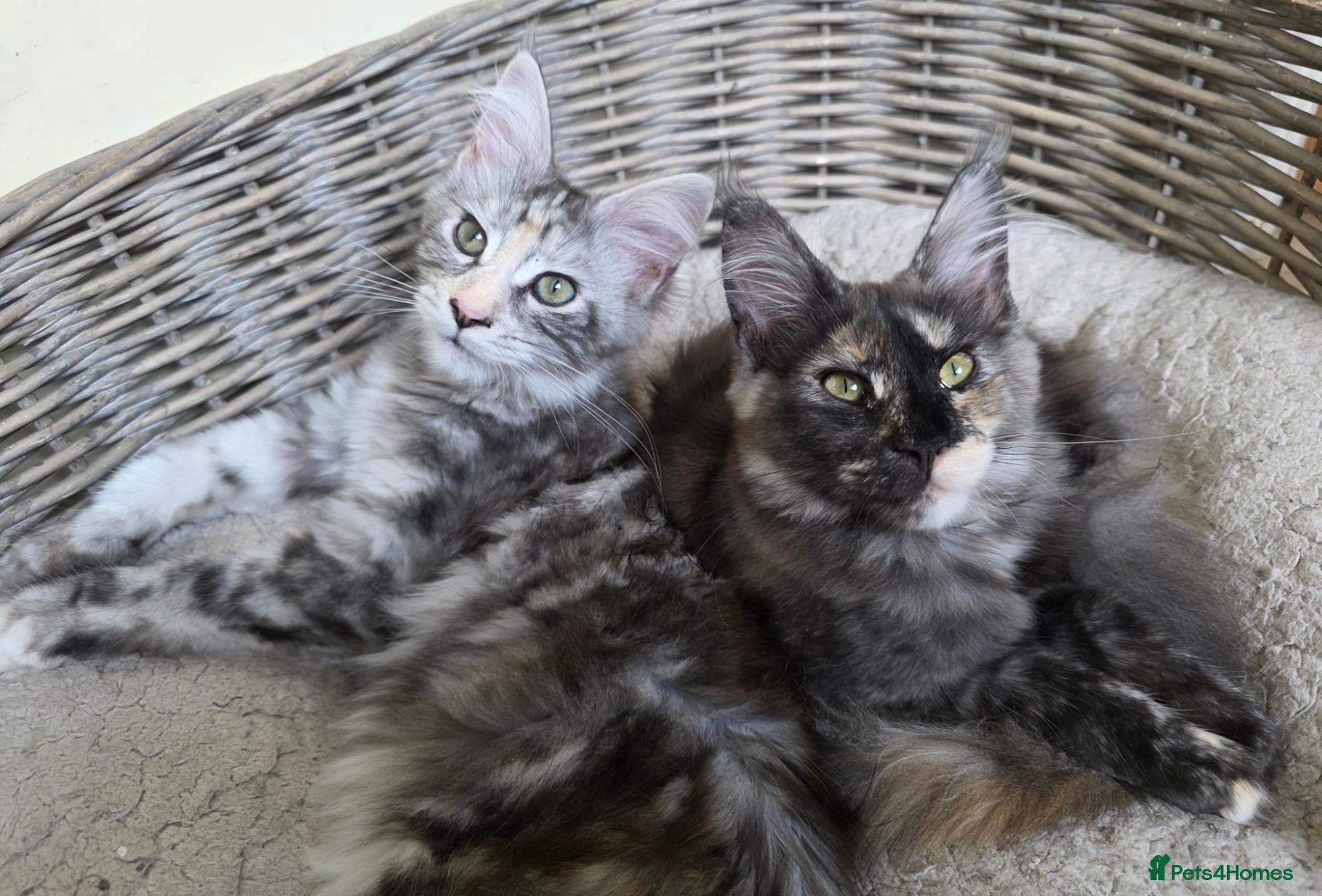 Maine Coon cats 🐾 Stunning GCCF registered Maine Coon kittens 💕 - Advert 2