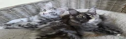 Maine Coon cats for sale: 🐾 Stunning GCCF registered Maine Coon kittens 💕 - Advert 4