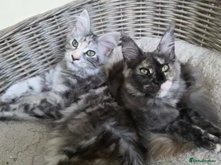 Maine Coon cats 🐾 Stunning GCCF registered Maine Coon kittens 💕 - Advert 2