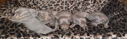 Dachshund dogs for sale: Cheeky Mini daschunds babies - Advert 16