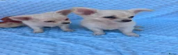 Chihuahua dogs for sale: Chihuahua puppies - Advert 7