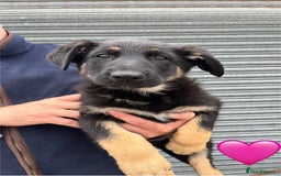 German Shepherd dogs for sale: 2 German Shepherd Bitches Ready Now - Image 7