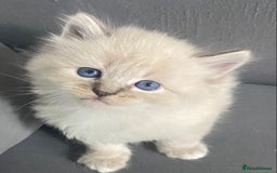Siberian cats for sale: Siberian Kittens Neva Masquerade White - Image 13