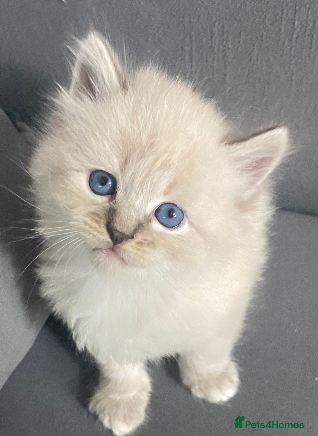 Siberian cats for sale: Siberian Kittens Neva Masquerade White - Image 13