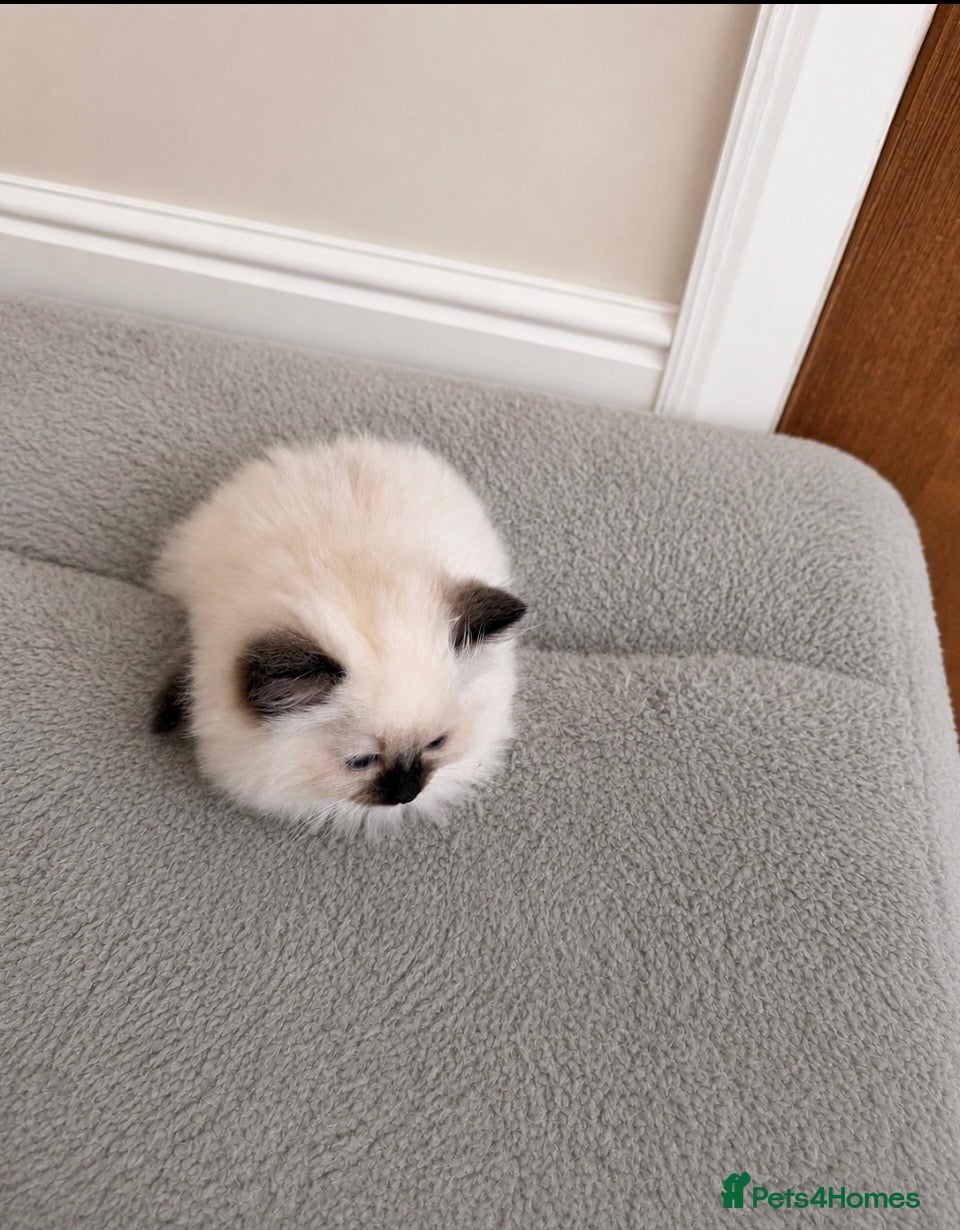 Ragdoll cats Chocolate point and blue pointed lynx ragdolls - Advert 2