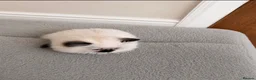 Ragdoll cats for sale: Chocolate point and blue pointed lynx ragdolls - Advert 3