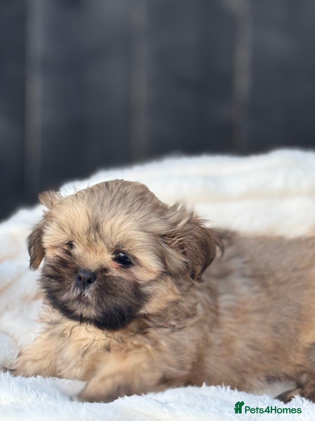 Tzu Puppies Shih Tzu Little Lion Shih Tzu Little Lion Beautiful