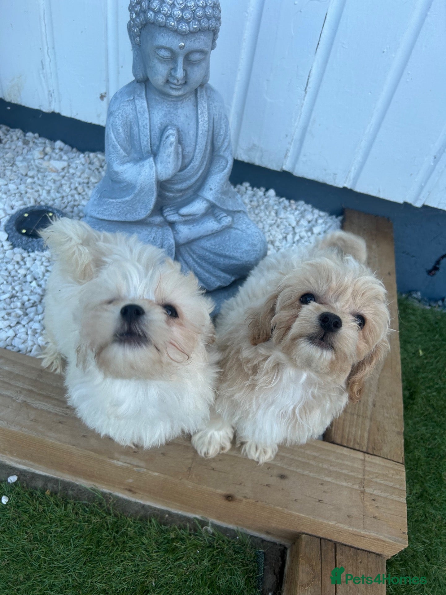 Maltipoo dogs 🐾 toy maltipoo puppy’s 🐾 - Advert 1