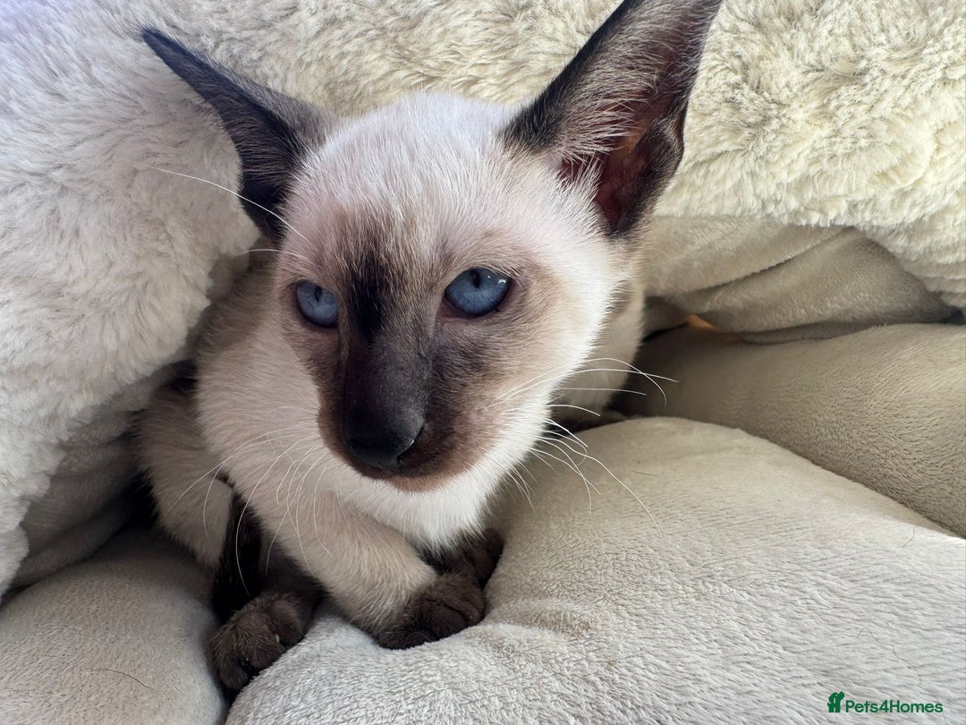 Siamese cats for sale: Siamese kittens - girls  - Image 6