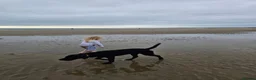 Labrador Retriever dogs for sale: Beautiful labrador boy - Advert 5