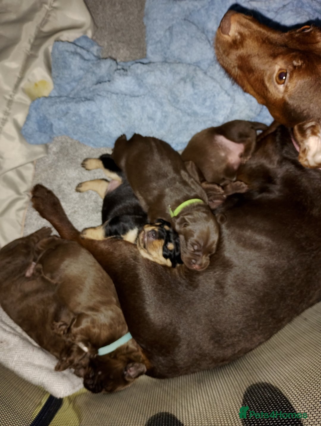 Mixed Breed dogs for sale: Sprocker x patterdale  - Advert 2