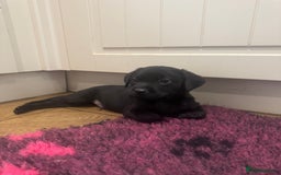 Labrador Retriever dogs for sale: KC registered working line- health tested parents  - Image 3
