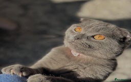 Scottish Fold cats for sale: Adorable 3 Months Old Scottish Fold Boy - Image 5