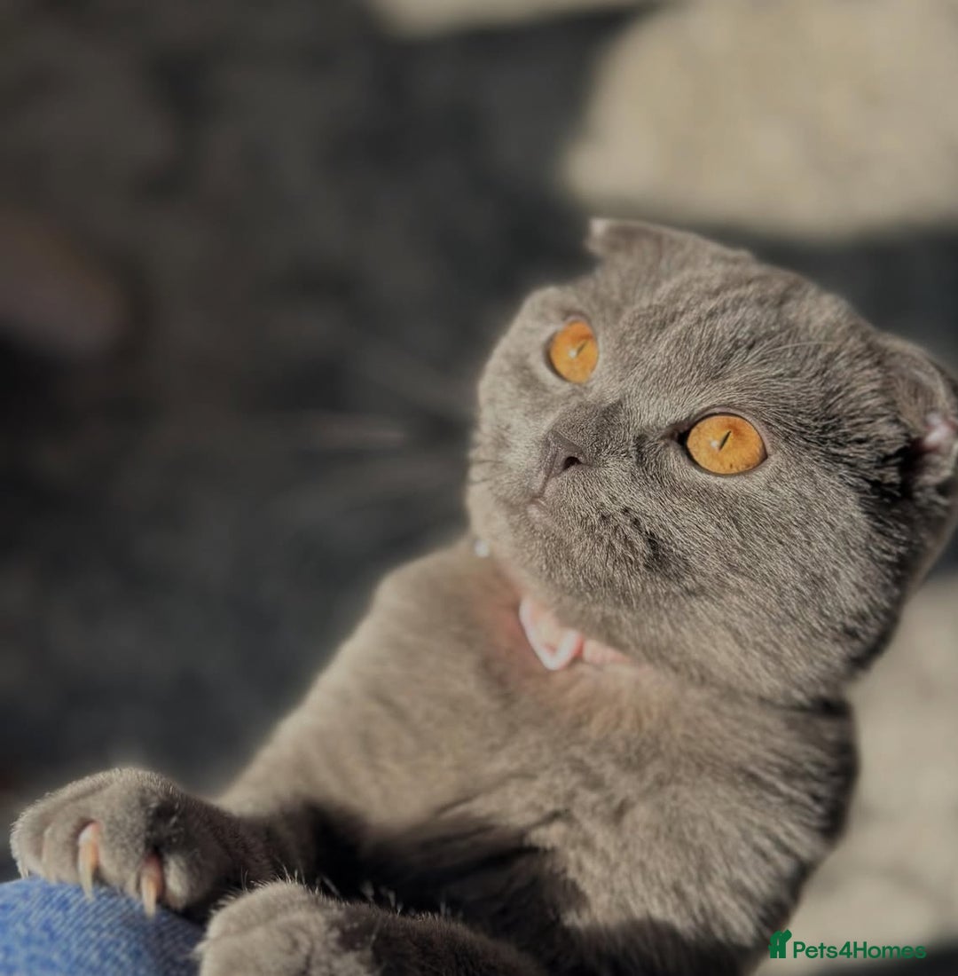 Scottish Fold cats for sale: Adorable 3 Months Old Scottish Fold Boy - Image 5