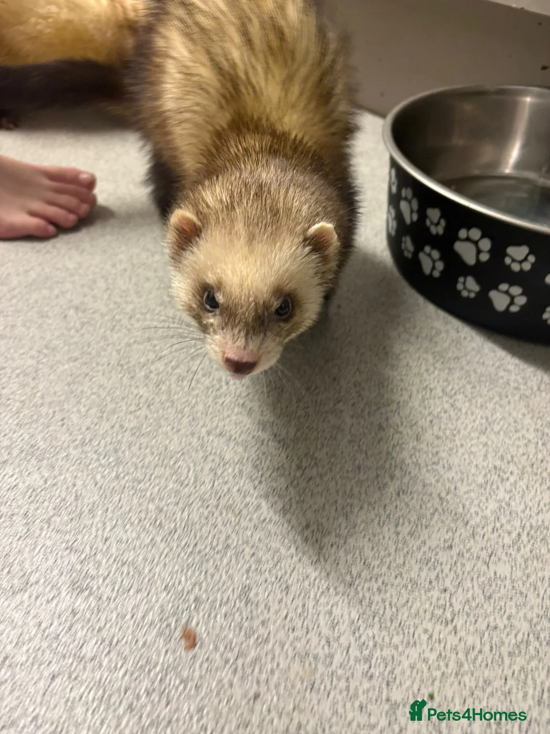 Ferret rodents for sale: Ferret needing new home  - Advert 1