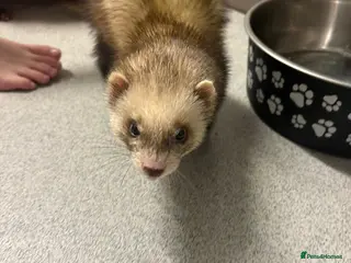 Ferret rodents Ferret needing new home - Advert 3