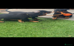 Rottweiler dogs for sale: Beautiful chunky Rottweiler pups in Belfast - Image 2