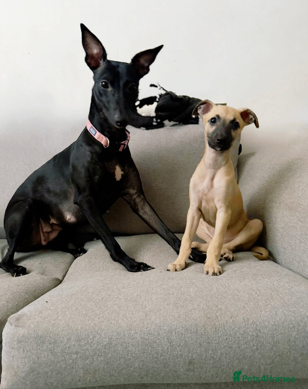 Whippet dogs for sale: Whippet puppies ready for new homes  - Advert 1