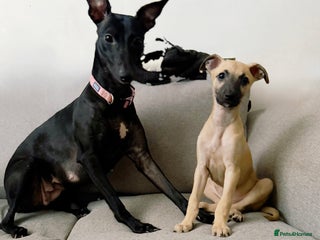 Whippet dogs Whippet puppies ready for new homes - Advert 8