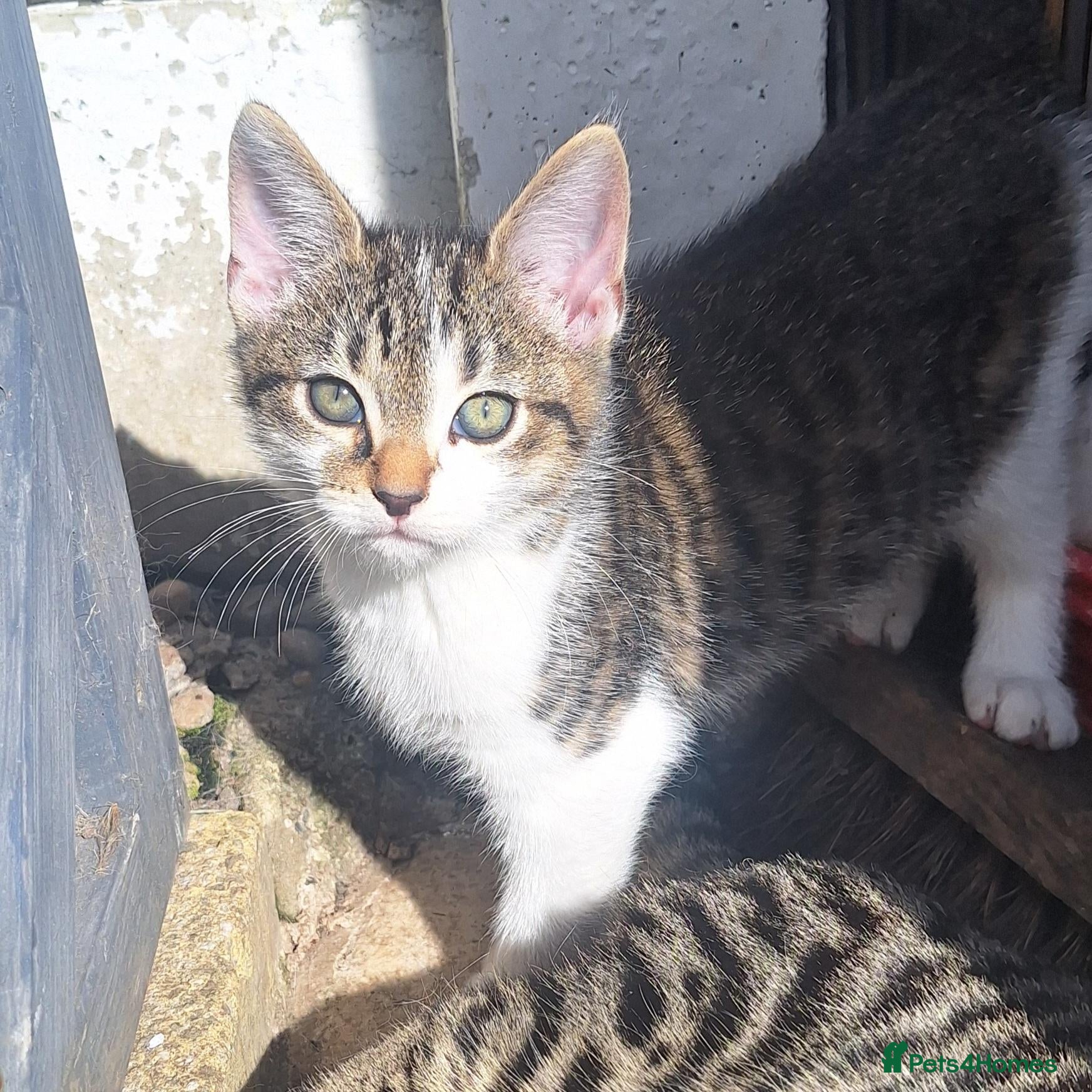 Bengal cats Bengal mix babies ***last boy*** - Advert 1