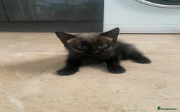 Mixed Breed cats for sale: Russian blu mix  - Image 18