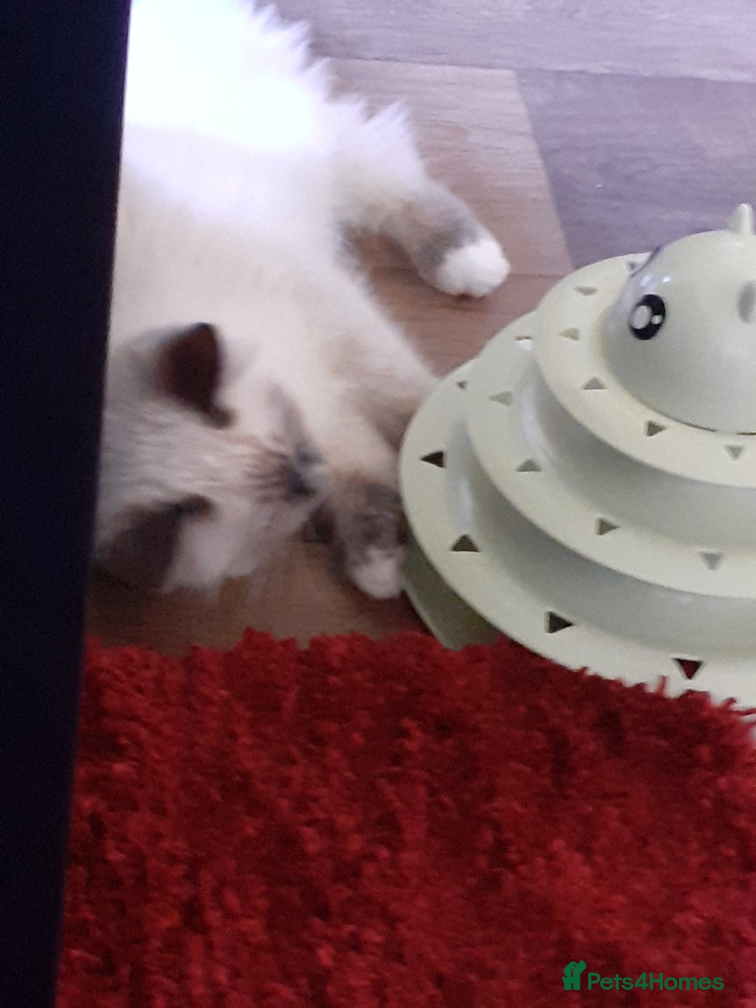 Ragdoll cats for sale: Ragdoll  - Advert 4