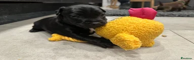 Patterdale Terrier Puppy 2