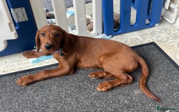 Goldendoodle dogs for sale: Top Quality Goldendoodle x Australian labradoodle  in Brough - Image 10