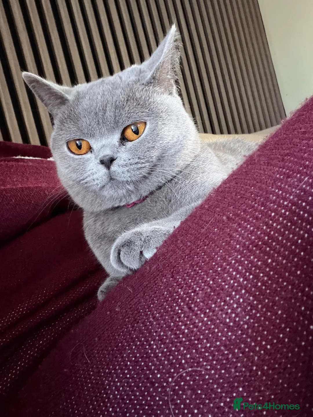 British Shorthair cats for sale: 1 year old British Blue Shorthair - Advert 6