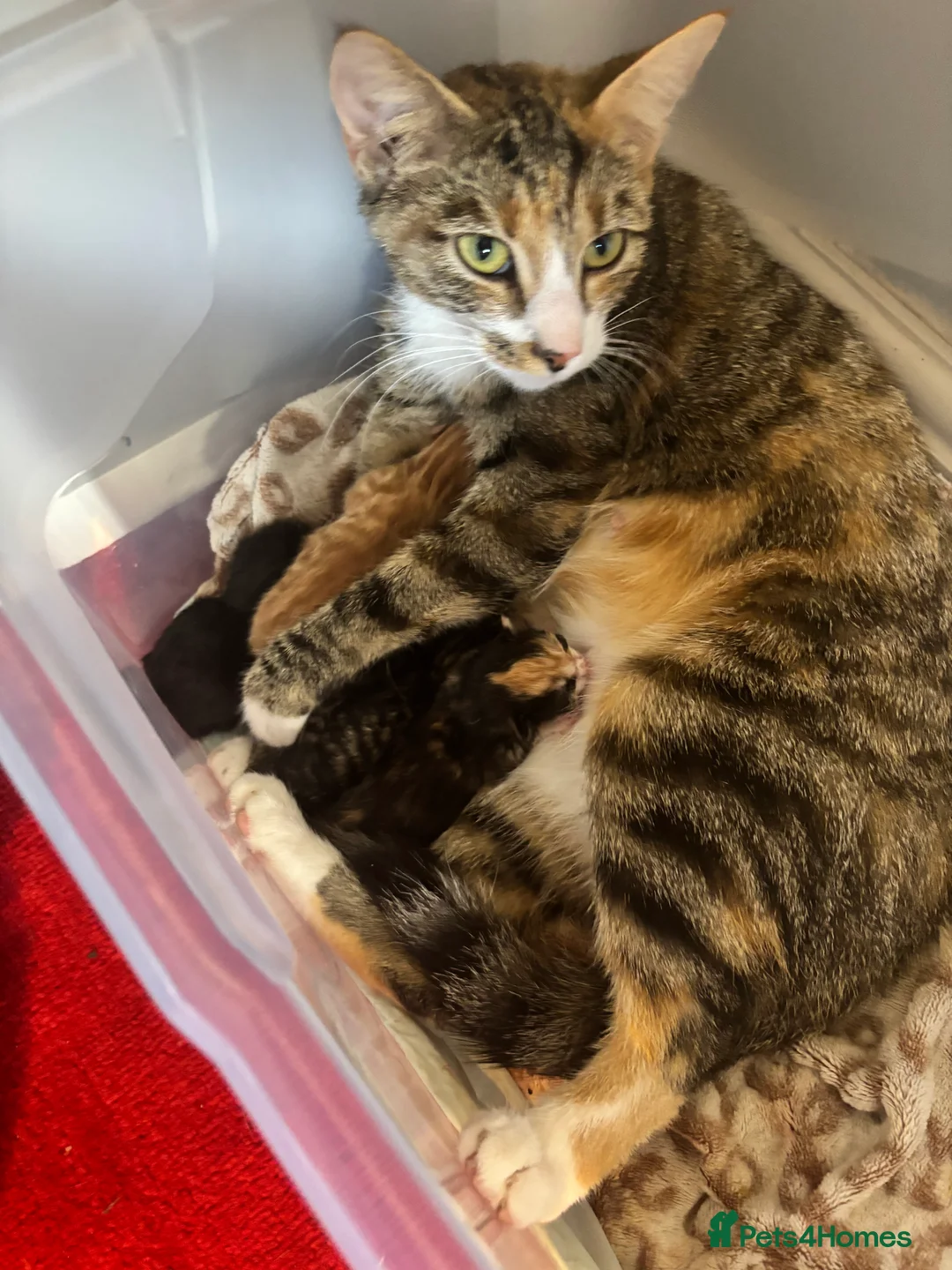 Mixed Breed cats for sale: 2 Female Kittens Available in Ipswich - Advert 2