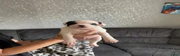 Staffordshire Bull Terrier dogs for sale: Lovely staff pups  - Advert 7