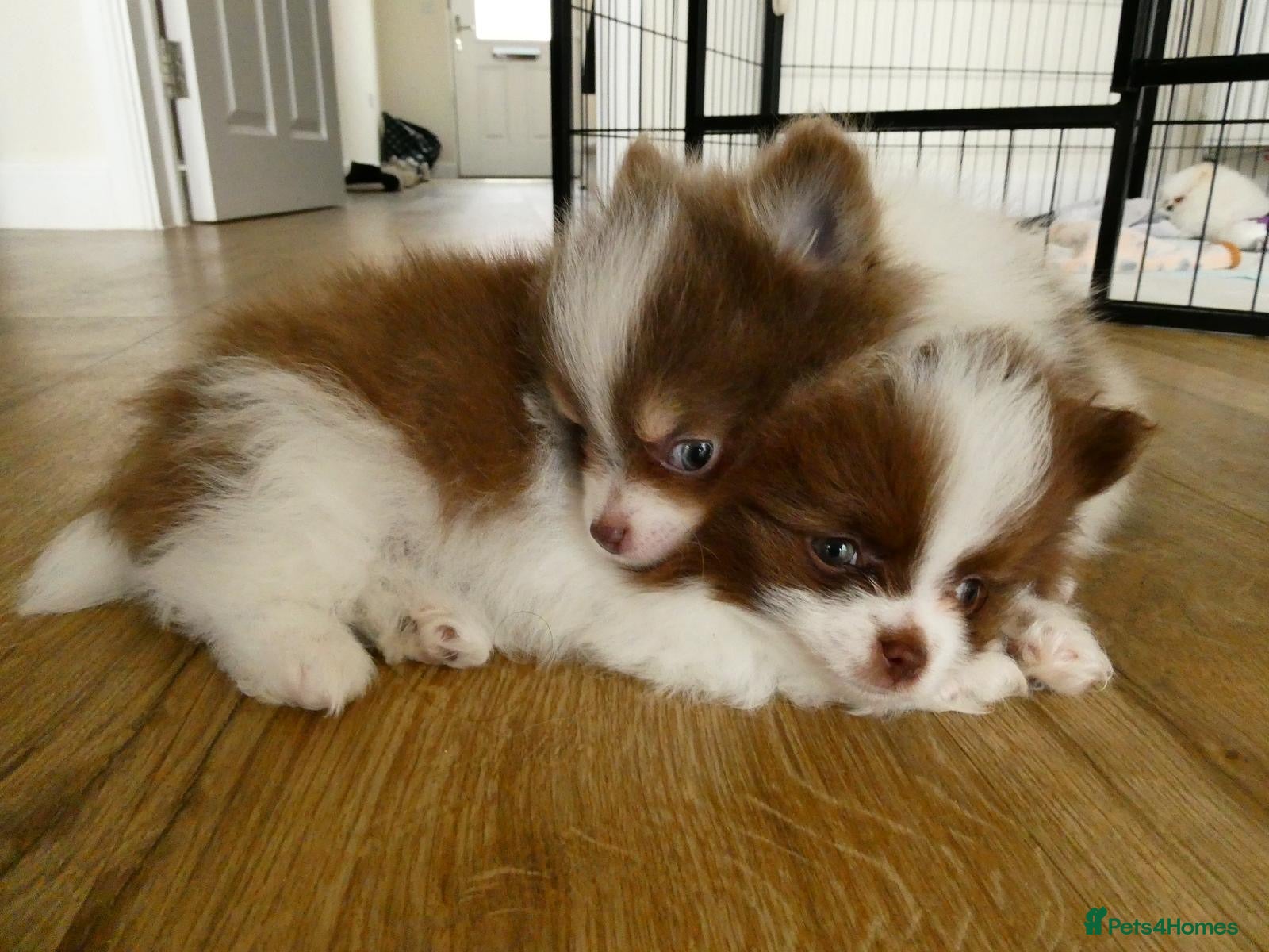Pomeranian dogs     Rare Colour Pomeranians | Blue & Green Eyes - Advert 12