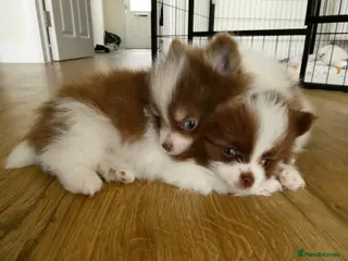 Pomeranian dogs Rare Colour Pomeranians | Blue & Green Eyes - Advert 1